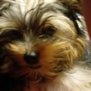 Meet your Posher, Pam